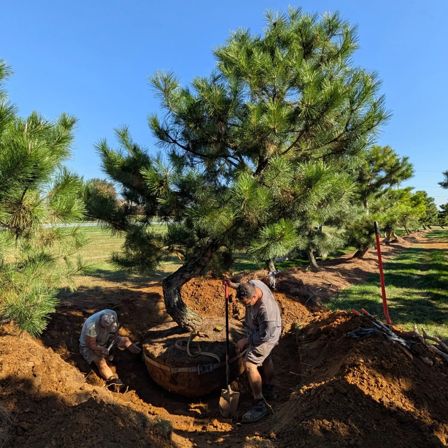 Ornamental Japanese Pine Trees 20 Digging A Japanese Black Pine For Delivery