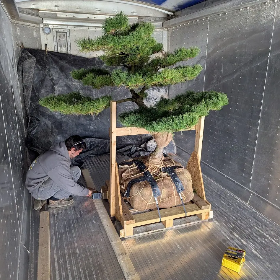 Ornamental Japanese Pine Trees 13 Ornamental Japanese Pine Trees Pinus Thunbergii Banshoho Transport Protection 2