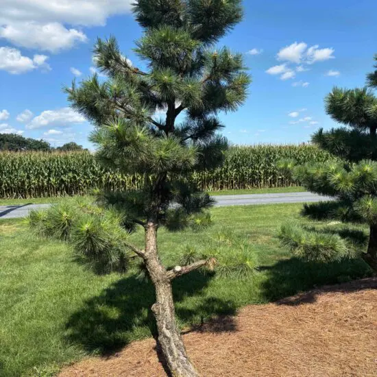 Japanese Black Pine 'Thunderhead' (10') 2 Compact Japanese Black Pine, Pinus Thunbergii 'Thunderhead'