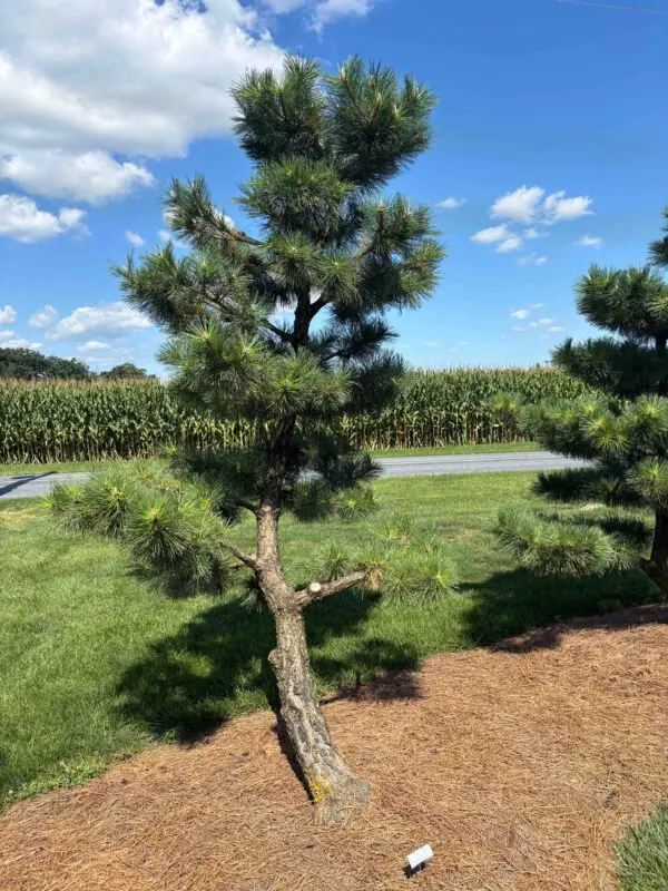 Compact Japanese Black Pine, Pinus Thunbergii 'Thunderhead'