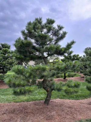 Compact Japanese Black Pine #11