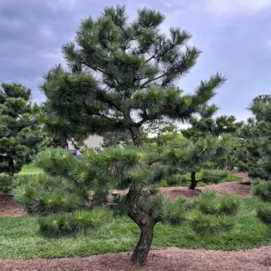 Compact Japanese Black Pine #11 Ptt0011 1 1