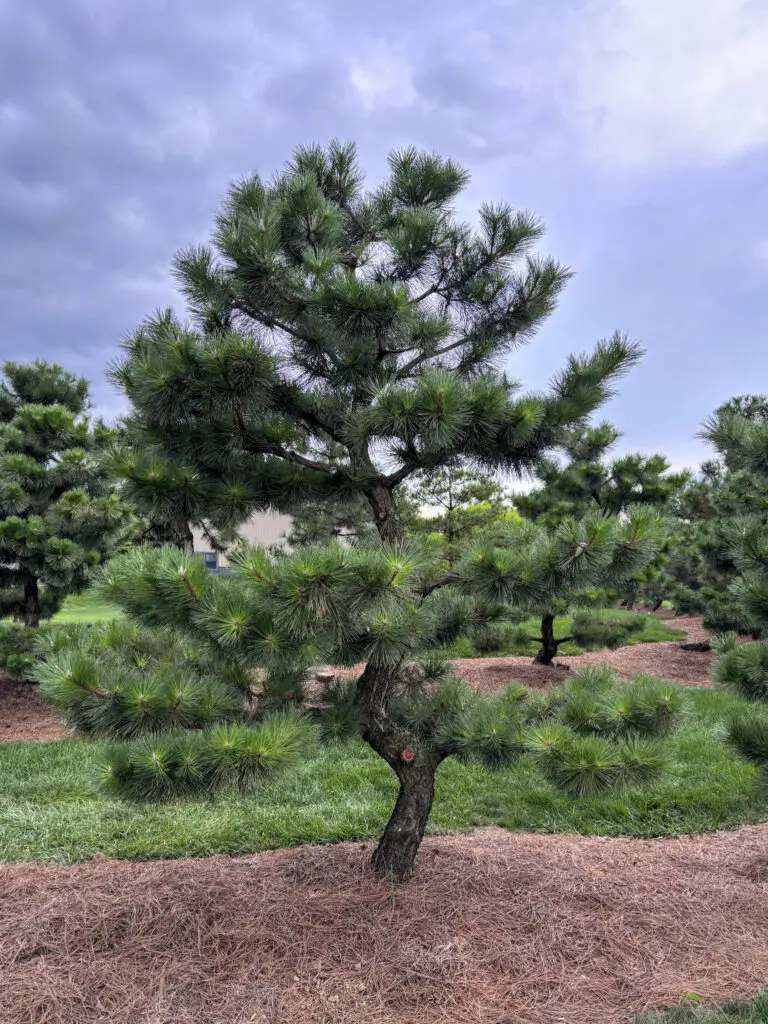 Ornamental Pine Catalog 5 Ornamental Pine Catalog Ptt0011 1 1