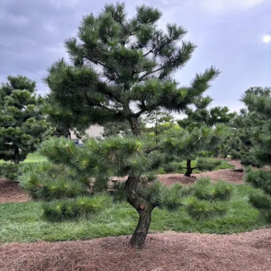 Compact Japanese Black Pine, Pinus Thunbergii 'Thunderhead'