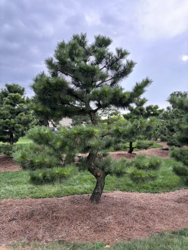 Compact Japanese Black Pine, Pinus Thunbergii 'Thunderhead'