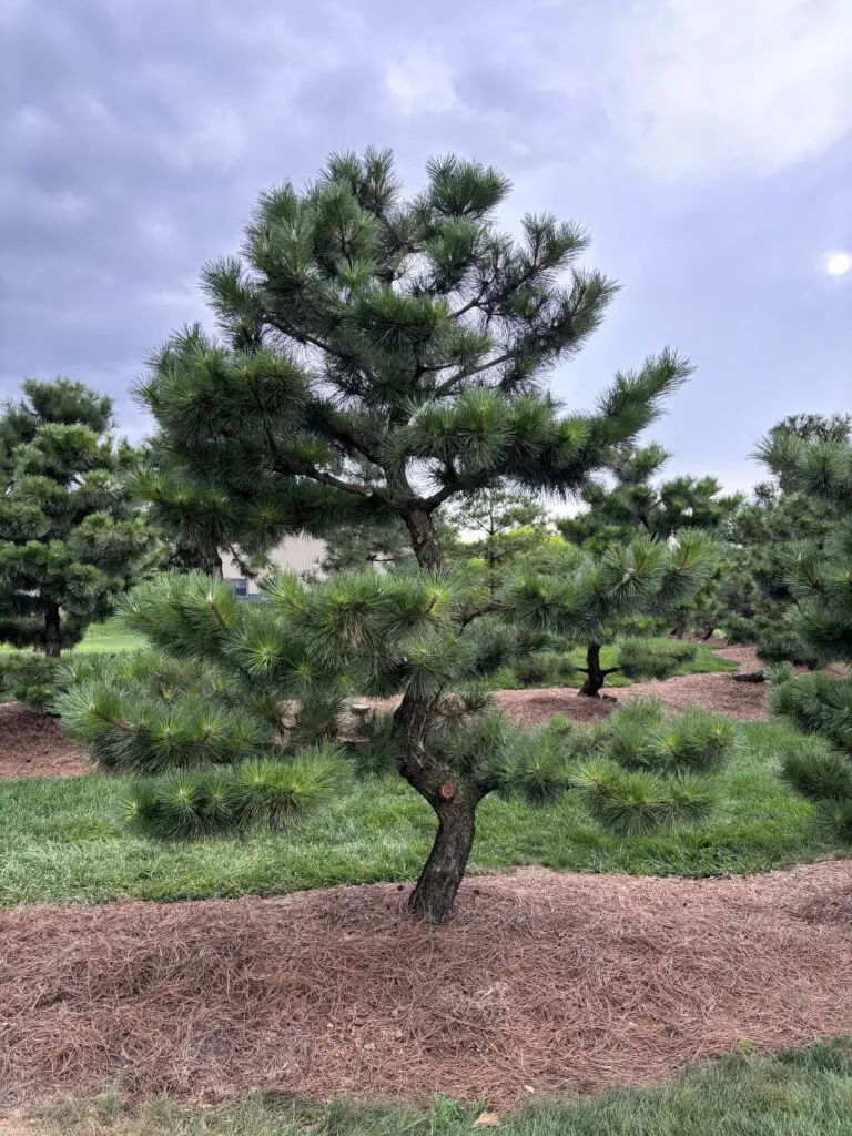 Compact Japanese Black Pine, Pinus thunbergii 'Thunderhead'