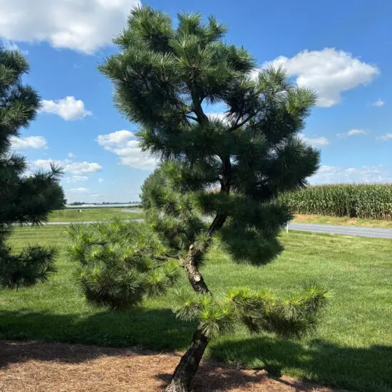 Compact Japanese Black Pine, Pinus Thunbergii 'Thunderhead'