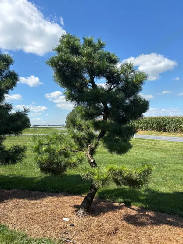 Compact Japanese Black Pine, Pinus Thunbergii 'Thunderhead'