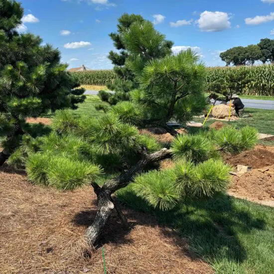 Japanese Black Pine 'Thunderhead' (7') 2 Compact Japanese Black Pine, Pinus Thunbergii 'Thunderhead'
