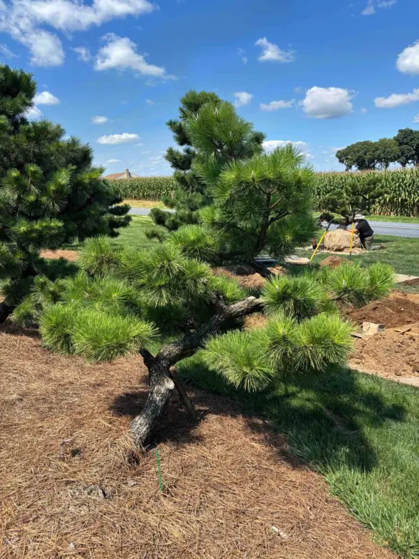 Compact Japanese Black Pine, Pinus Thunbergii 'Thunderhead'