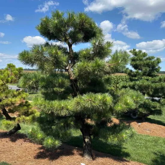 Compact Japanese Black Pine, Pinus Thunbergii 'Thunderhead'