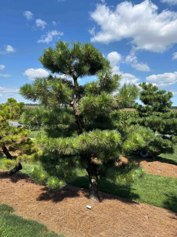 Compact Japanese Black Pine, Pinus Thunbergii 'Thunderhead'