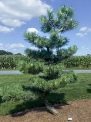 Compact Japanese Black Pine #38