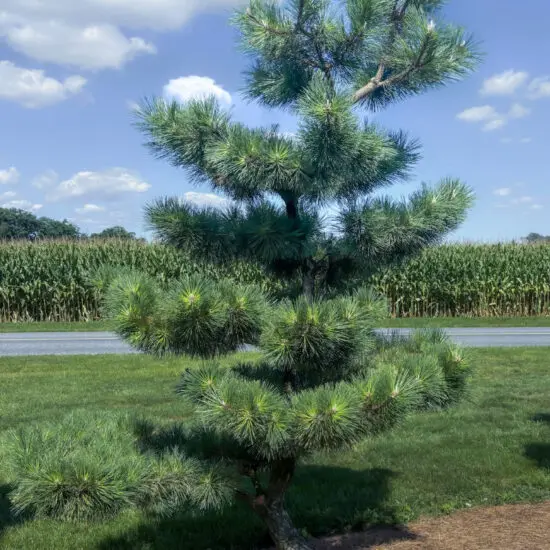 Compact Japanese Black Pine #38 Ptt0038 1