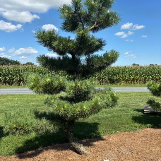 Compact Japanese Black Pine, Pinus Thunbergii 'Thunderhead'