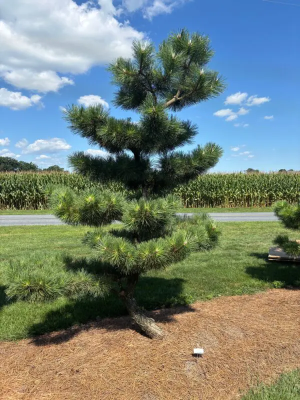 Compact Japanese Black Pine, Pinus Thunbergii 'Thunderhead'