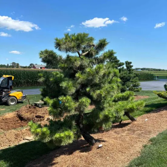 Compact Japanese Black Pine, Pinus Thunbergii 'Thunderhead'
