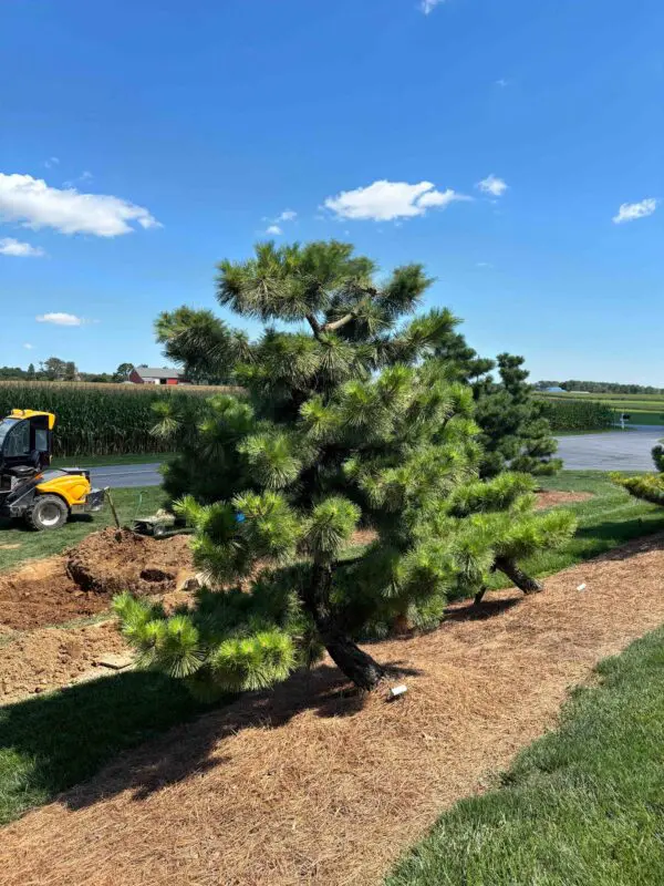 Compact Japanese Black Pine, Pinus Thunbergii 'Thunderhead'