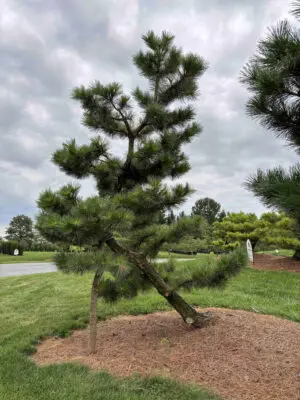 Compact Japanese Black Pine #41