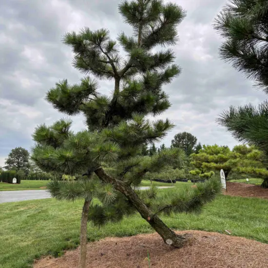 Compact Japanese Black Pine #41 Ptt0041 1