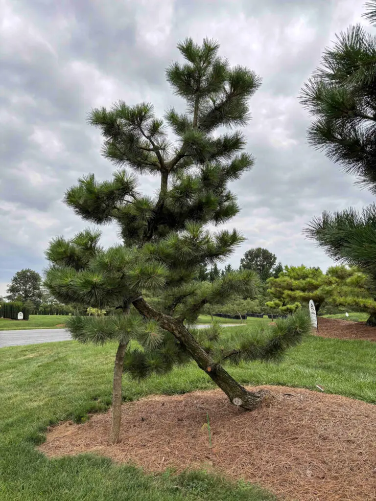 Ornamental Pine Catalog 19 Compact Japanese Black Pine #41