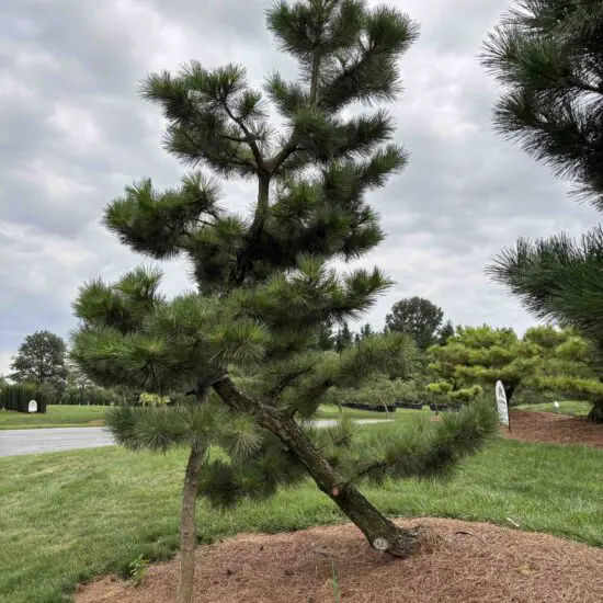 Compact Japanese Black Pine, Pinus Thunbergii 'Thunderhead'