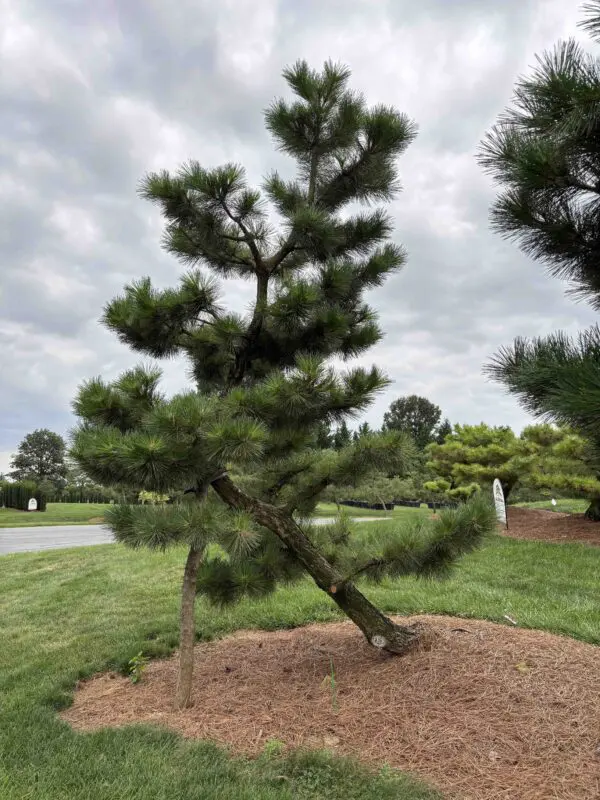 Compact Japanese Black Pine, Pinus Thunbergii 'Thunderhead'