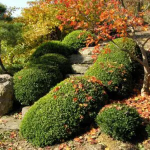 Garden Care Tips For Late Autumn 555869188 1545195133102861 877078180112166043 N
