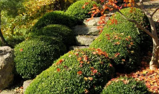 Garden Care Tips for Late Autumn_thumbnail