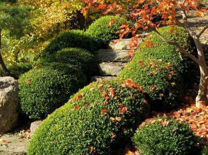 Garden Care Tips for Late Autumn_featured_image