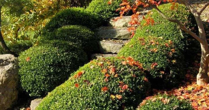 Garden Care Tips For Late Autumn 555869188 1545195133102861 877078180112166043 N