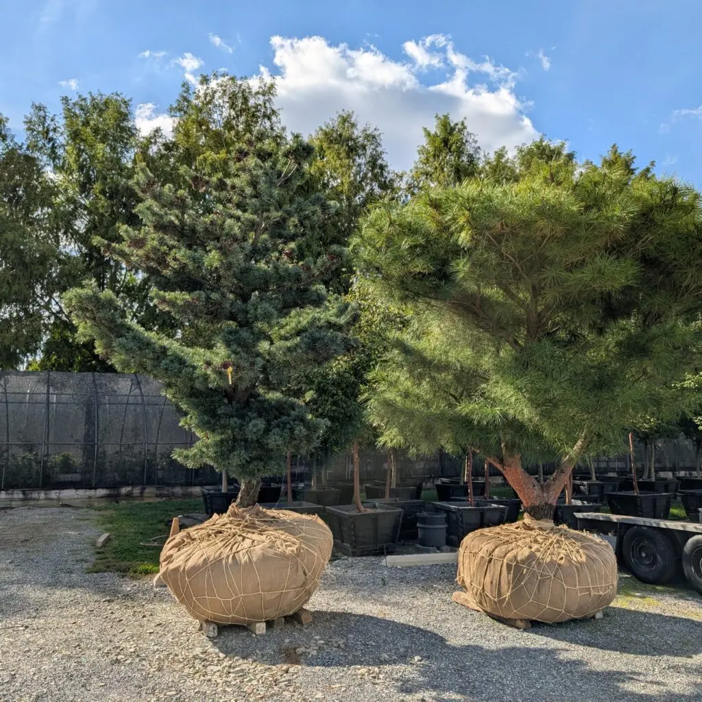 A Tree-Mendous Time For Trees 3 A Tree-Mendous Time For Trees 558768656 1550711285884579 221273651730535281 N