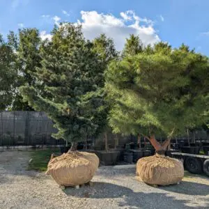 A Tree-Mendous Time For Trees 3 A Tree-Mendous Time For Trees 558768656 1550711285884579 221273651730535281 N