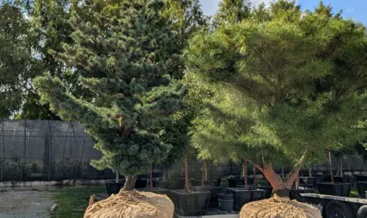 A Tree-Mendous Time For Trees_thumbnail