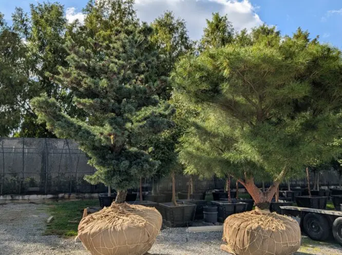 A Tree-Mendous Time For Trees_featured_image