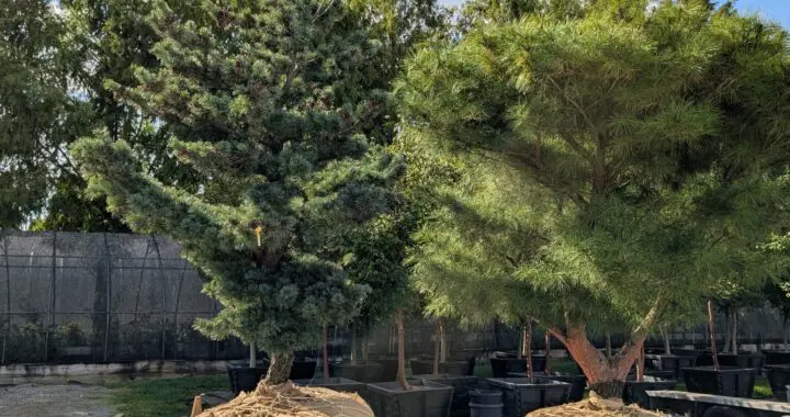 A Tree-Mendous Time For Trees 558768656 1550711285884579 221273651730535281 N