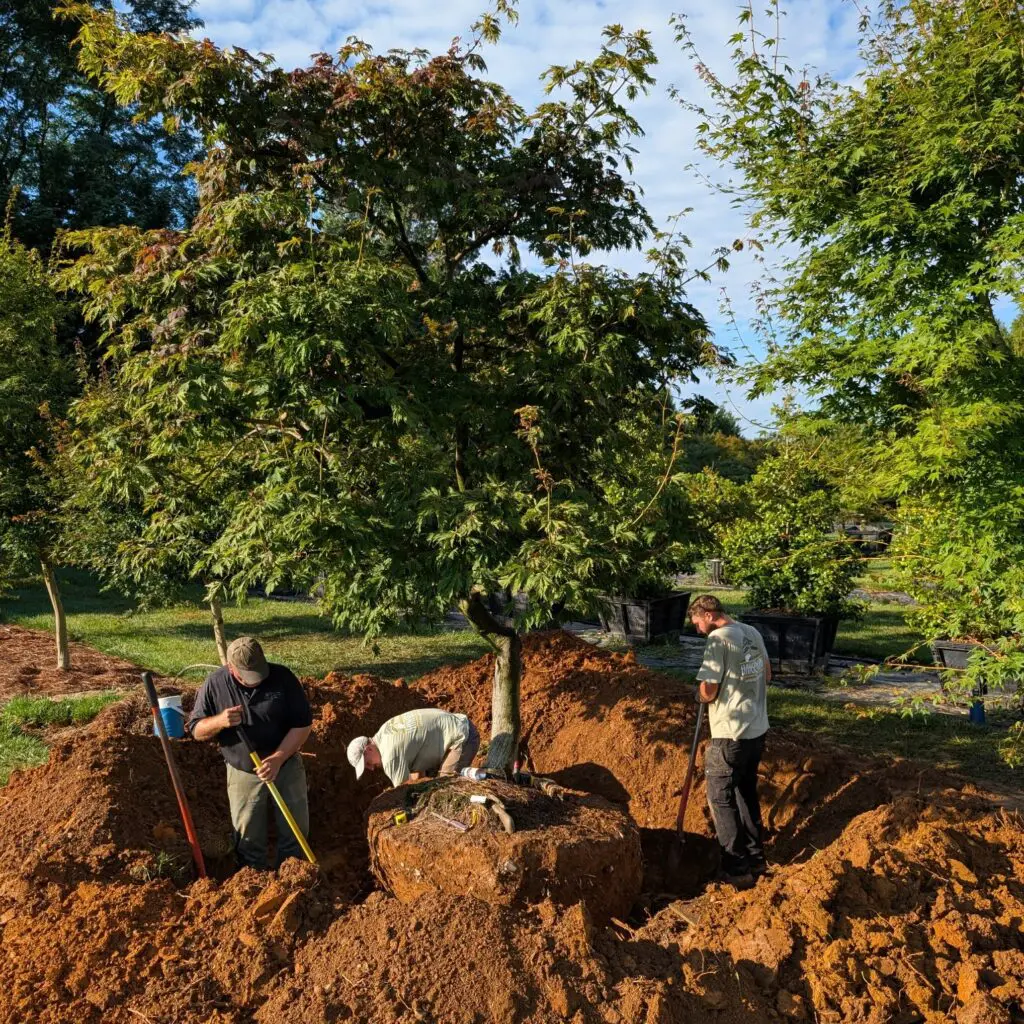 A Tree-Mendous Time For Trees 1 A Tree-Mendous Time For Trees 558876720 1550710625884645 9159903769166617870 N