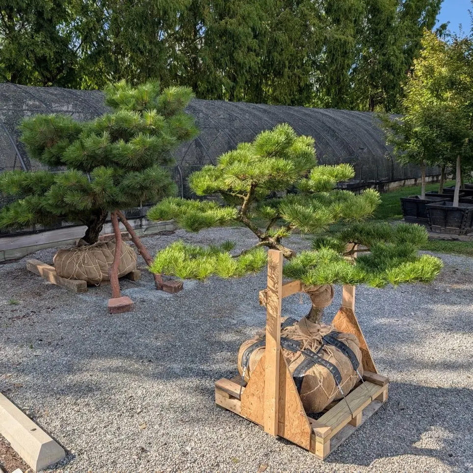 A Tree-Mendous Time For Trees 2 A Tree-Mendous Time For Trees 559780785 1550710935884614 8489263082600583555 N