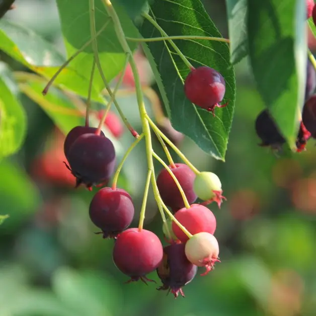 Turn Thanksgiving Into Everyday Thanks-Living 555436734 1544210246534683 5451720644371400644 N