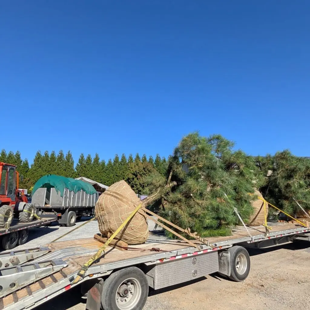 Gifts Of Green 2 Gifts Of Green 573913505 1576693469953027 7635689428643974434 N