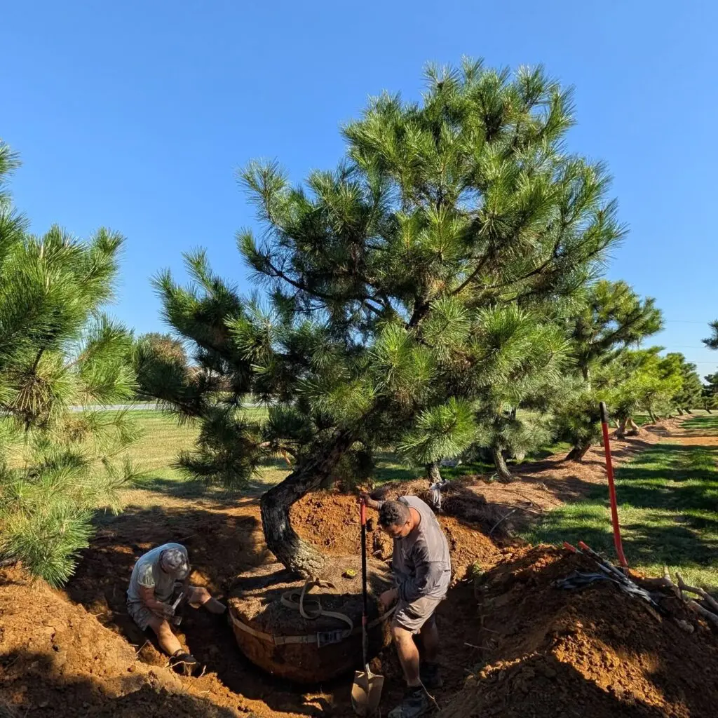 Gifts Of Green 4 Gifts Of Green 574613299 1576692489953125 6506321485772092385 N