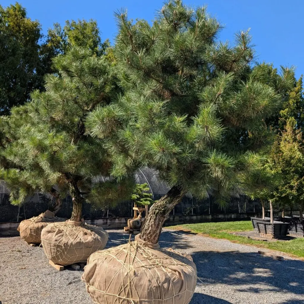 Gifts Of Green 3 Gifts Of Green 574836788 1576692549953119 8897847493873317001 N