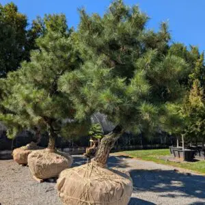 Gifts Of Green 7 Gifts Of Green 574836788 1576692549953119 8897847493873317001 N