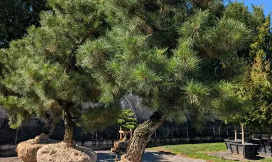 Gifts of Green_thumbnail