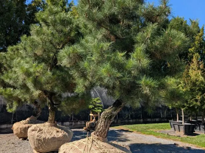 Gifts of Green_featured_image