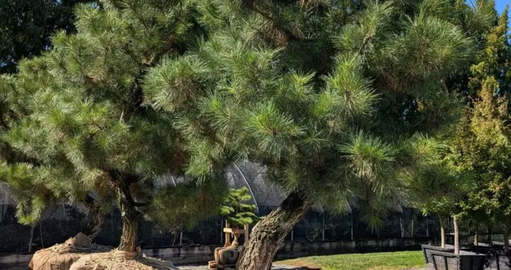 Gifts Of Green 574836788 1576692549953119 8897847493873317001 N