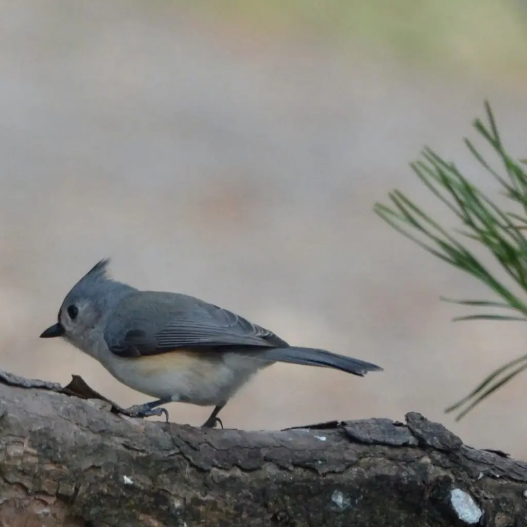 Hope 576455712 1575927840029590 2496417068235574715 N