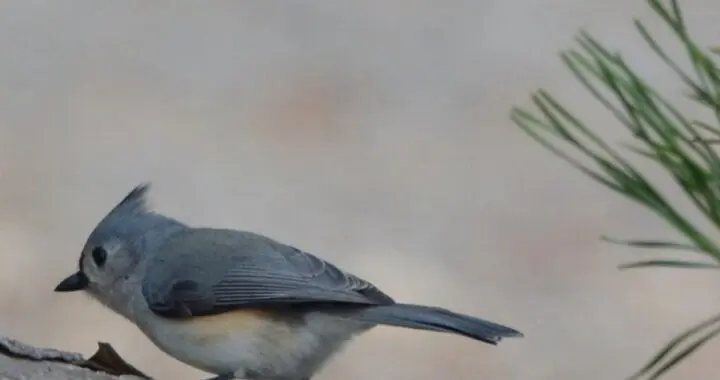 Hope 576455712 1575927840029590 2496417068235574715 N