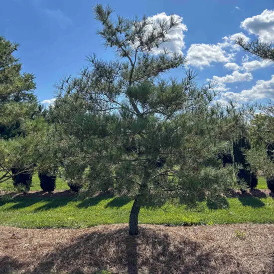 Japanese Red Pine #16 2 Japanese Red Pine #16 Pd0016 1