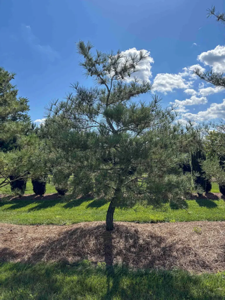 Ornamental Pine Catalog 43 Japanese Red Pine #16